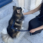 Harnais en Y - Myrtille